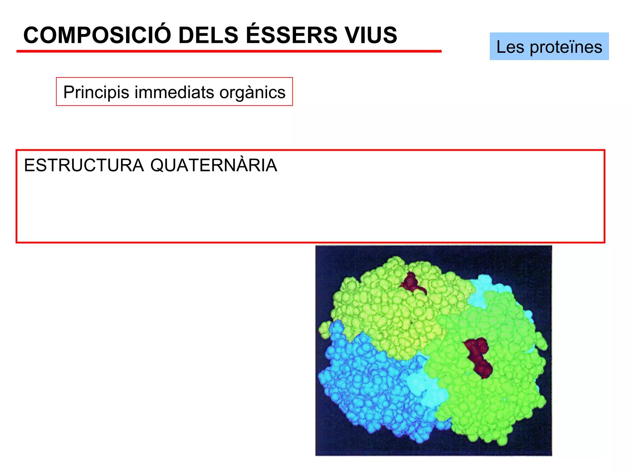COMPOSICIÓ DELS ÉSSERS VIUS       Les proteïnes

   Principis immediats orgànics



ESTRUCTURA QUATERNÀRIA
 