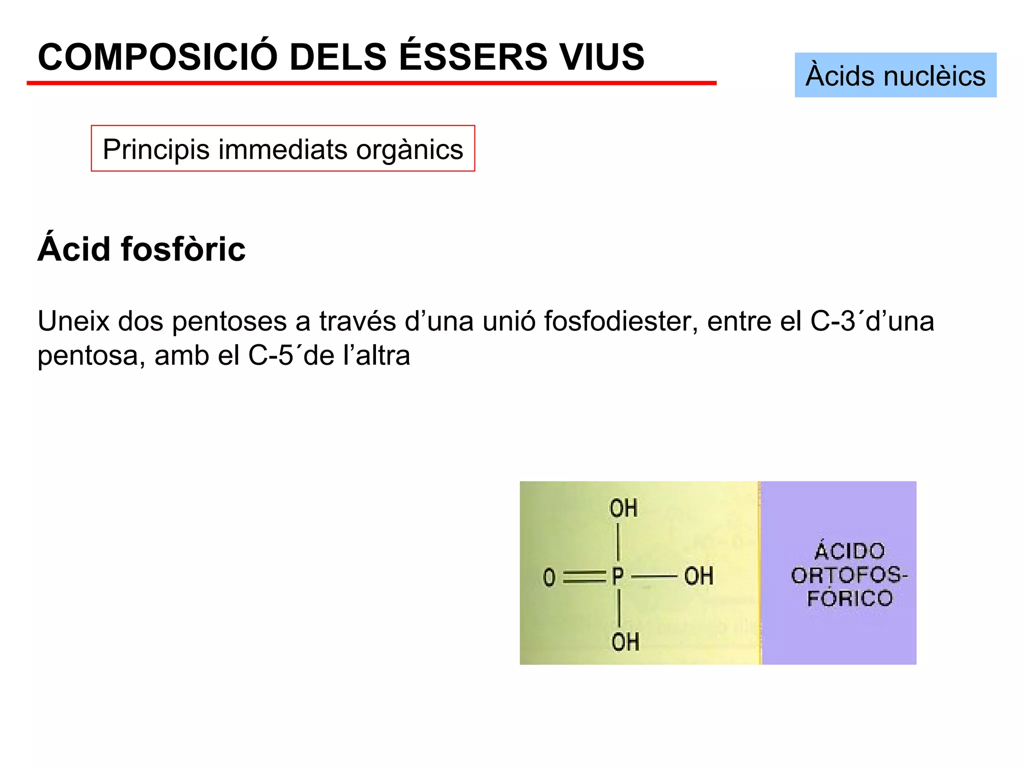 COMPOSICIÓ DELS ÉSSERS VIUS                                 Àcids nuclèics

     Principis immediats orgànics


Ácid fosfòric

Uneix dos pentoses a través d’una unió fosfodiester, entre el C-3´d’una
pentosa, amb el C-5´de l’altra
 