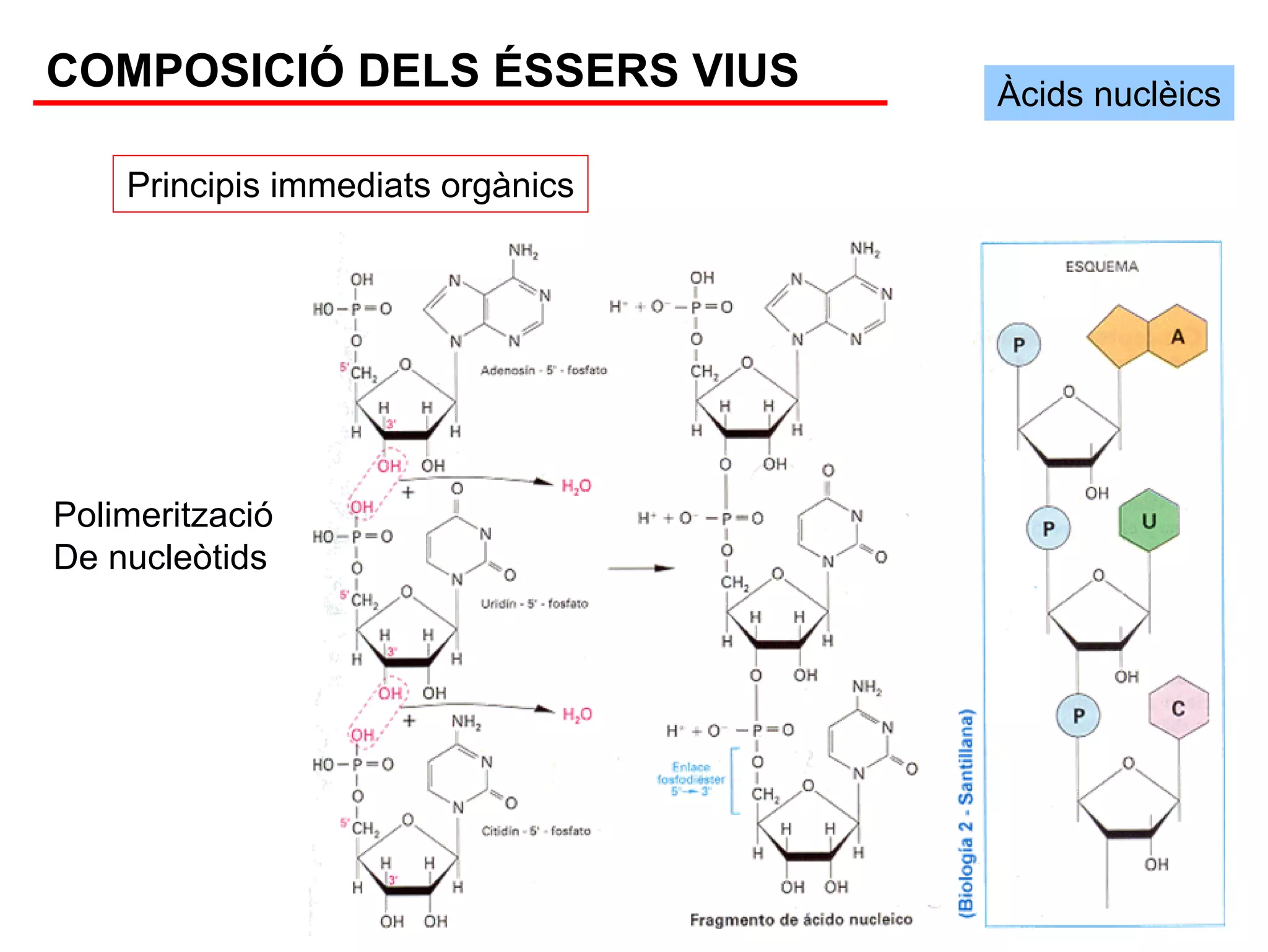 COMPOSICIÓ DELS ÉSSERS VIUS        Àcids nuclèics

    Principis immediats orgànics




Polimerització
De nucleòtids
 