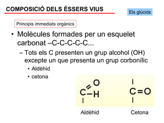 COMPOSICIÓ DELS ÉSSERS VIUS                Els glúcids

  Principis immediats orgànics

 • Molècules formades per un esquelet
   carbonat –C-C-C-C-C...
   – Tots els C presenten un grup alcohol (OH)
     excepte un que presenta un grup corbonílic
       • Aldèhid
       • cetona




                                 Aldèhid   Cetona
 