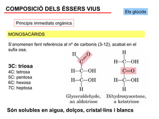 COMPOSICIÓ DELS ÉSSERS VIUS                                Els glúcids

   Principis immediats orgànics

MONOSACÀRIDS

S’anomenen fent referència al nº de carbonis (3-12), acabat en el
sufix osa.


3C: triosa
4C: tetrosa
5C: pentosa
6C: hexosa
7C: heptosa




Són solubles en aigua, dolços, cristal·lins i blancs
 
