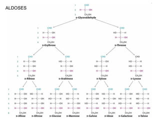 ALDOSES
 