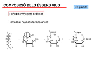 COMPOSICIÓ DELS ÉSSERS VIUS          Els glúcids

  Principis immediats orgànics


  Pentoses i hexoses formen anells
 