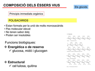 COMPOSICIÓ DELS ÉSSERS VIUS                         Els glúcids

    Principis immediats orgànics

   POLISACÀRIDS
• Estan formats per la unió de molts monosacàrids
• Pes molecular elevat
• No tenen sabor dolç
• Poden ser insolubles

Funcions biològiques:
  Energètica o de reserva
    glucosa, midó i glucogen


   Estructural
      cel·lulosa, quitina
 