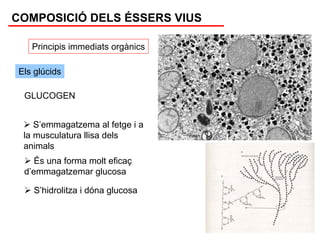 COMPOSICIÓ DELS ÉSSERS VIUS

   Principis immediats orgànics

Els glúcids

 GLUCOGEN


    S’emmagatzema al fetge i a
 la musculatura llisa dels
 animals
    És una forma molt eficaç
 d’emmagatzemar glucosa

   S’hidrolitza i dóna glucosa
 