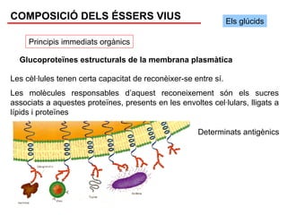 COMPOSICIÓ DELS ÉSSERS VIUS                                      Els glúcids

     Principis immediats orgànics

  Glucoproteïnes estructurals de la membrana plasmàtica

Les cèl·lules tenen certa capacitat de reconèixer-se entre sí.
Les molècules responsables d’aquest reconeixement són els sucres
associats a aquestes proteïnes, presents en les envoltes cel·lulars, lligats a
lípids i proteïnes

                                                      Determinats antigènics
 