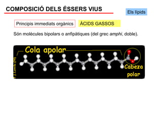 COMPOSICIÓ DELS ÉSSERS VIUS                               Els lípids

   Principis immediats orgànics    ÀCIDS GASSOS

  Són molècules bipolars o anfipàtiques (del grec amphi, doble).
 