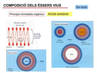 COMPOSICIÓ DELS ÉSSERS VIUS                     Els lípids

  Principis immediats orgànics   ÀCIDS GASSOS
 