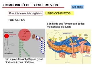 COMPOSICIÓ DELS ÉSSERS VIUS                              Els lípids

   Principis immediats orgànics    LÍPIDS COMPLEXOS

   FOSFOLÍPIDS
                                   Són lípids que formen part de les
                                   membranes cel·lulars




Són molècules anfipàtiques (zona
hidròfoba i zona hidròfila)
 