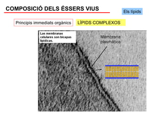 COMPOSICIÓ DELS ÉSSERS VIUS                         Els lípids

  Principis immediats orgànics   LÍPIDS COMPLEXOS
 