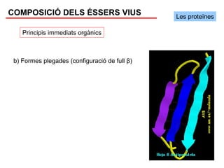 COMPOSICIÓ DELS ÉSSERS VIUS                    Les proteïnes

    Principis immediats orgànics



 b) Formes plegades (configuració de full β)
 