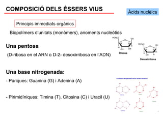 COMPOSICIÓ DELS ÉSSERS VIUS                               Àcids nuclèics

     Principis immediats orgànics
  Biopolímers d’unitats (monòmers), anoments nucleòtids


Una pentosa
(D-ribosa en el ARN o D-2- desoxirribosa en l’ADN)


Una base nitrogenada:
- Púriques: Guanina (G) i Adenina (A)


- Pirimidíniques: Timina (T), Citosina (C) i Uracil (U)
 