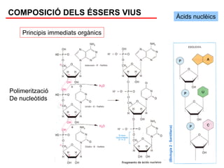COMPOSICIÓ DELS ÉSSERS VIUS        Àcids nuclèics

    Principis immediats orgànics




Polimerització
De nucleòtids
 