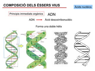 COMPOSICIÓ DELS ÉSSERS VIUS                                Àcids nuclèics

  Principis immediats orgànics     ADN
                  ADN            Àcid desoxirribonuclèic

                        Forma una doble hèlix
 