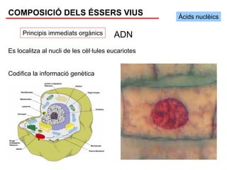 COMPOSICIÓ DELS ÉSSERS VIUS                         Àcids nuclèics

     Principis immediats orgànics       ADN
Es localitza al nucli de les cèl·lules eucariotes


Codifica la informació genètica
 