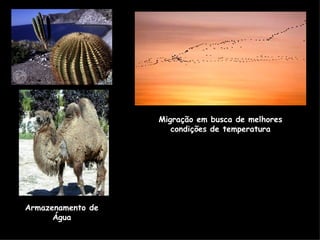 Migração em busca de melhores
                      condições de temperatura




Armazenamento de
      Água
 