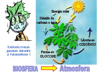 Exist em t rocas
gasosas durant e
a f ot ossínt ese !
 