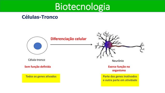 1 Biotecnologia Introdu o C lulas Tronco E Clonagem pptx 1 Biotecnologia Introdu o C lulas Tronco E Clonagem pptx
