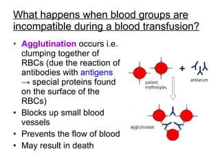 Chapter 8 Lesson 1 - The Components of Blood | PPT