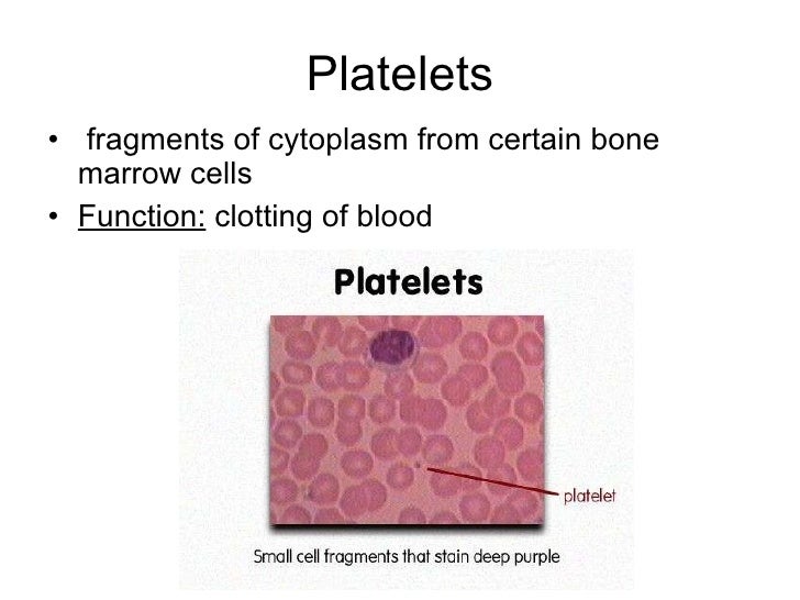 platelets are cell fragments. platelets are cell fragments.