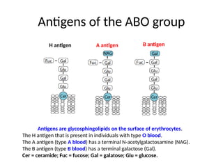 Antigens of the ABO group
Antigens are glycosphingolipids on the surface of erythrocytes.
The H antigen that is present in individuals with type O blood.
The A antigen (type A blood) has a terminal N-acetylgalactosamine (NAG).
The B antigen (type B blood) has a terminal galactose (Gal).
Cer = ceramide; Fuc = fucose; Gal = galatose; Glu = glucose.
H antigen A antigen B antigen
 