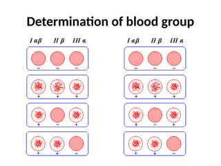 Determination of blood group
 