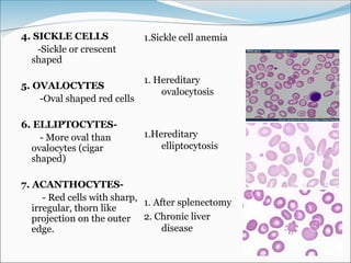 blood presentation seminar showing blood and its various aspects | PPT