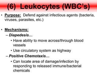 (6) Leukocytes (WBC’s)
• Purpose: Defend against infectious agents (bacteria,
viruses, parasites, etc.)
• Mechanisms:
– Diapedesis…
• Have ability to move across/through blood
vessels
• Use circulatory system as highway
– Positive Chemotaxis…
• Can locate area of damage/infection by
responding to released immune/bacterial
chemicals
 