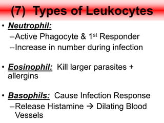 (7) Types of Leukocytes
• Neutrophil:
–Active Phagocyte & 1st Responder
–Increase in number during infection
• Eosinophil: Kill larger parasites +
allergins
• Basophils: Cause Infection Response
–Release Histamine  Dilating Blood
Vessels
 