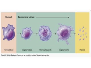 Composituin of blood 