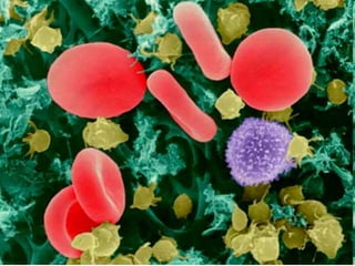 Composituin of blood 