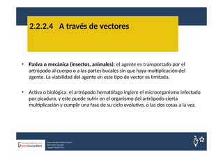 • Pasiva o mecánica (insectos, animales): el agente es transportado por el
artrópodo al cuerpo o a las partes bucales sin que haya multiplicación del
agente. La viabilidad del agente en este tipo de vector es limitada.
• Activa o biológica: el artrópodo hematófago ingiere el microorganismo infectado
por picadura, y este puede sufrir en el organismo del artrópodo cierta
multiplicación y cumplir una fase de su ciclo evolutivo, o las dos cosas a la vez.
2.2.2.4 A través de vectores
Nuria Sempere Rubio (Coord.)
Sara Cortes Amador
Raquel Faubel Cava
 