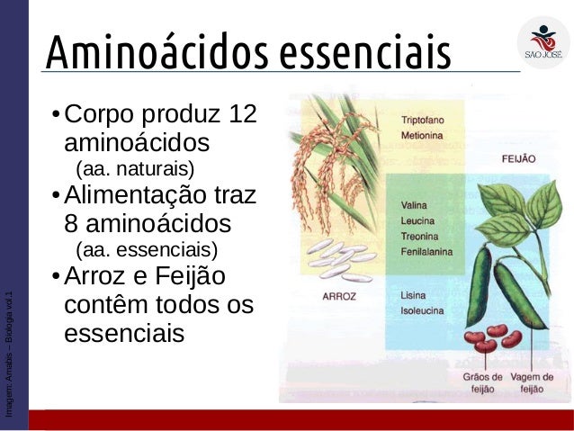 Resultado de imagem para aminoácidos essenciais alimentos