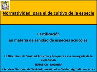 Normatividad para el de cultivo de la especie
Certificación
en materia de sanidad de especies acuícolas
La Dirección de Sanidad Acuícola y Pesquera es la encargada de la
expedición
SENASICA -SAGARPA
(Servicio Nacional de Sanidad, Inocuidad y Calidad Agroalimentaria )
 