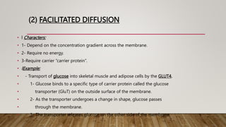 (2) FACILITATED DIFFUSION
• l Characters:
• 1- Depend on the concentration gradient across the membrane.
• 2- Require no energy.
• 3-Require carrier “carrier protein”.
• lExample:
• - Transport of glucose into skeletal muscle and adipose cells by the GLUT4.
• 1- Glucose binds to a specific type of carrier protein called the glucose
• transporter (GluT) on the outside surface of the membrane.
• 2- As the transporter undergoes a change in shape, glucose passes
• through the membrane.
• 3- The transporter releases glucose on the other side of the membrane.
 