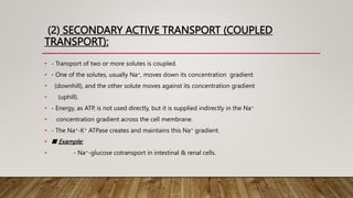 (2) SECONDARY ACTIVE TRANSPORT (COUPLED
TRANSPORT):
• - Transport of two or more solutes is coupled.
• - One of the solutes, usually Na+, moves down its concentration gradient
• (downhill), and the other solute moves against its concentration gradient
• (uphill).
• - Energy, as ATP, is not used directly, but it is supplied indirectly in the Na+
• concentration gradient across the cell membrane.
• - The Na+-K+ ATPase creates and maintains this Na+ gradient.
• ■ Example:
• - Na+-glucose cotransport in intestinal & renal cells.
 