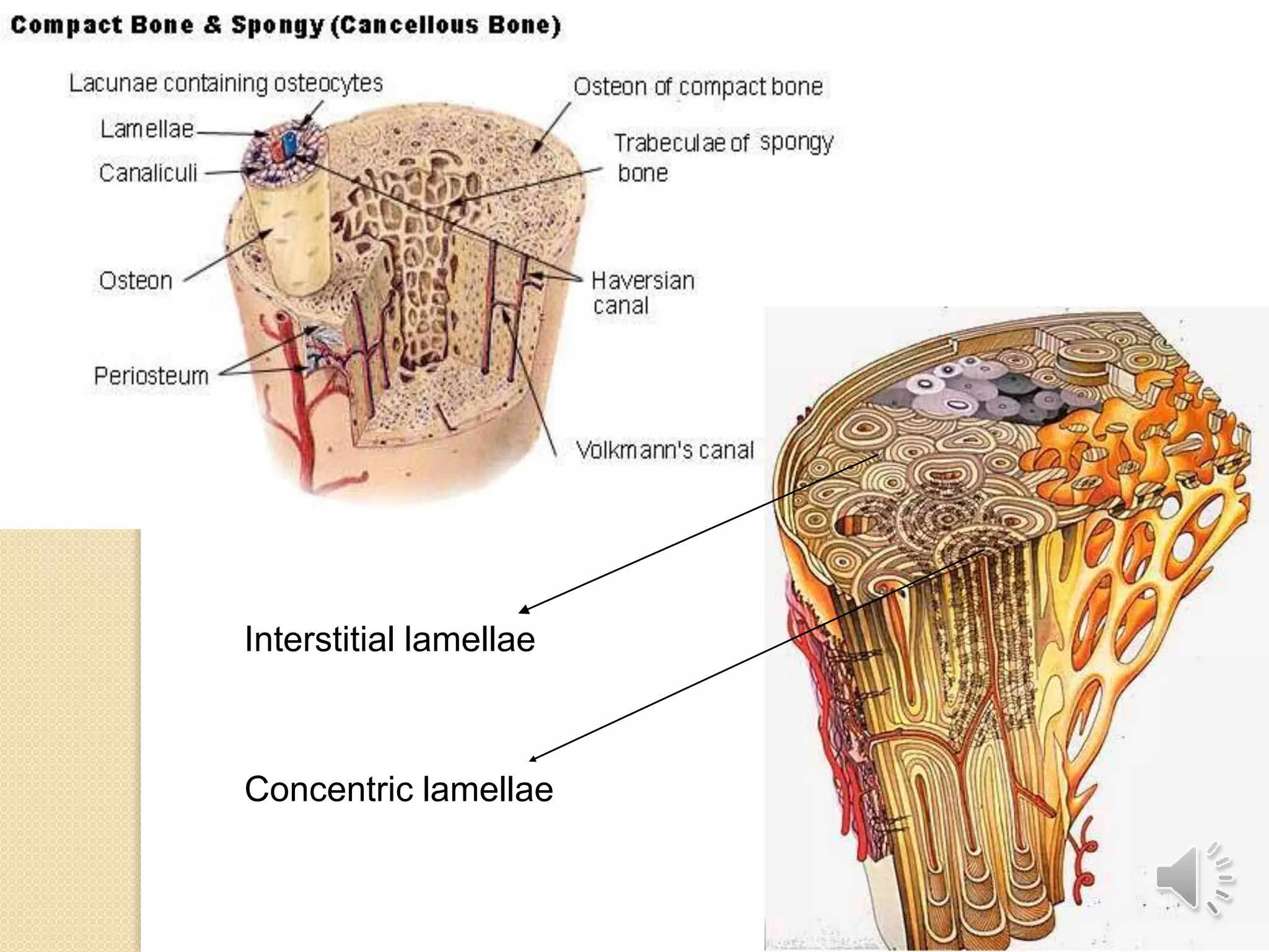 Interstitial lamellae
Concentric lamellae
 