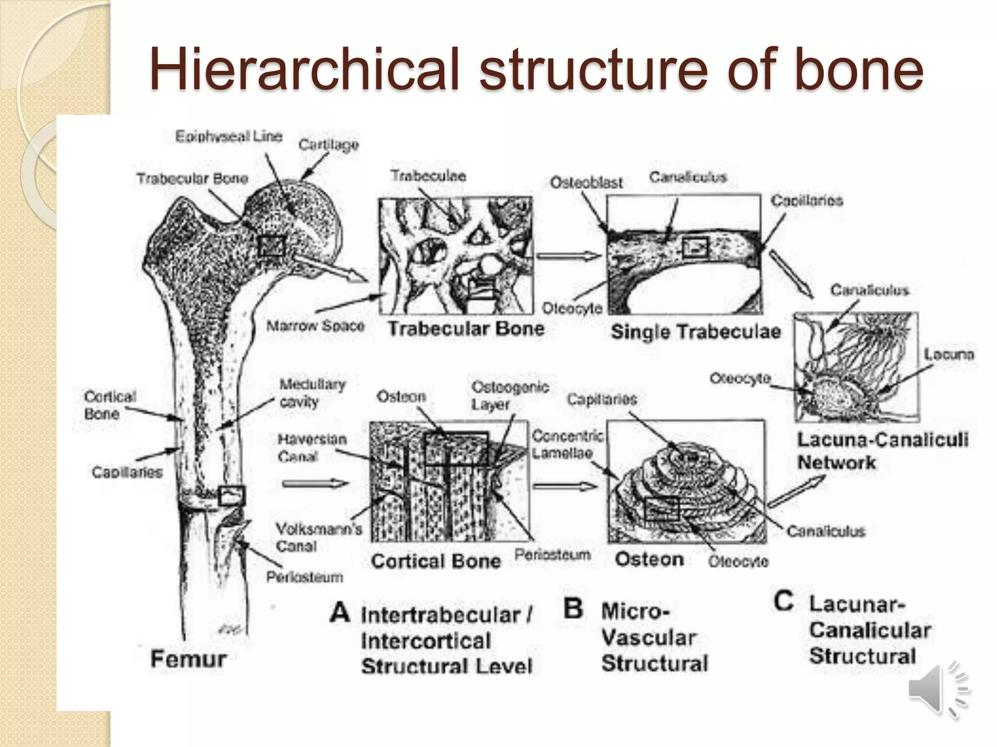 Hierarchical structure of bone
 