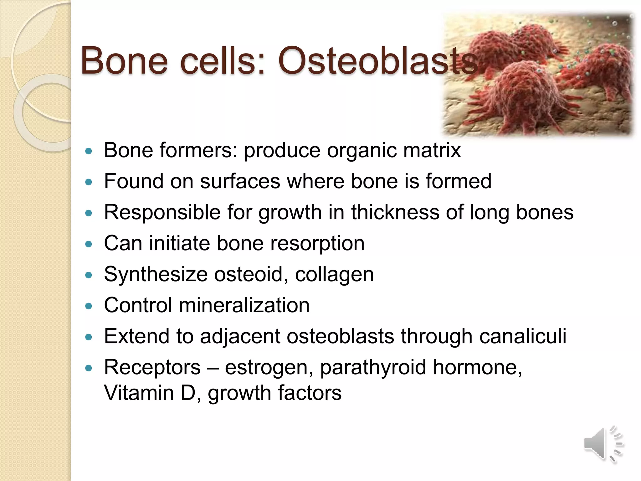 Bone cells: Osteoblasts
 Bone formers: produce organic matrix
 Found on surfaces where bone is formed
 Responsible for growth in thickness of long bones
 Can initiate bone resorption
 Synthesize osteoid, collagen
 Control mineralization
 Extend to adjacent osteoblasts through canaliculi
 Receptors – estrogen, parathyroid hormone,
Vitamin D, growth factors
 