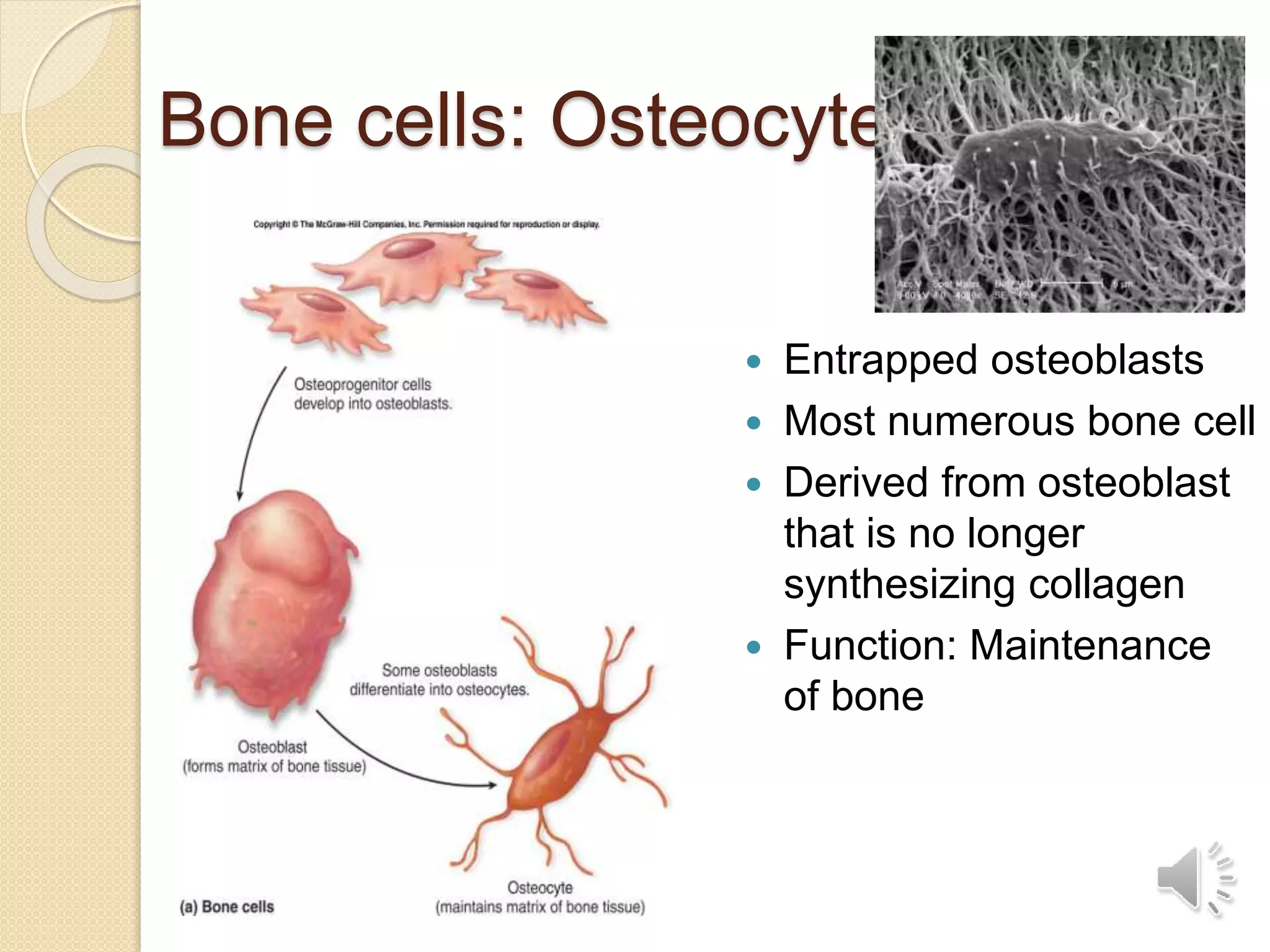 Bone cells: Osteocytes
 Entrapped osteoblasts
 Most numerous bone cell
 Derived from osteoblast
that is no longer
synthesizing collagen
 Function: Maintenance
of bone
 