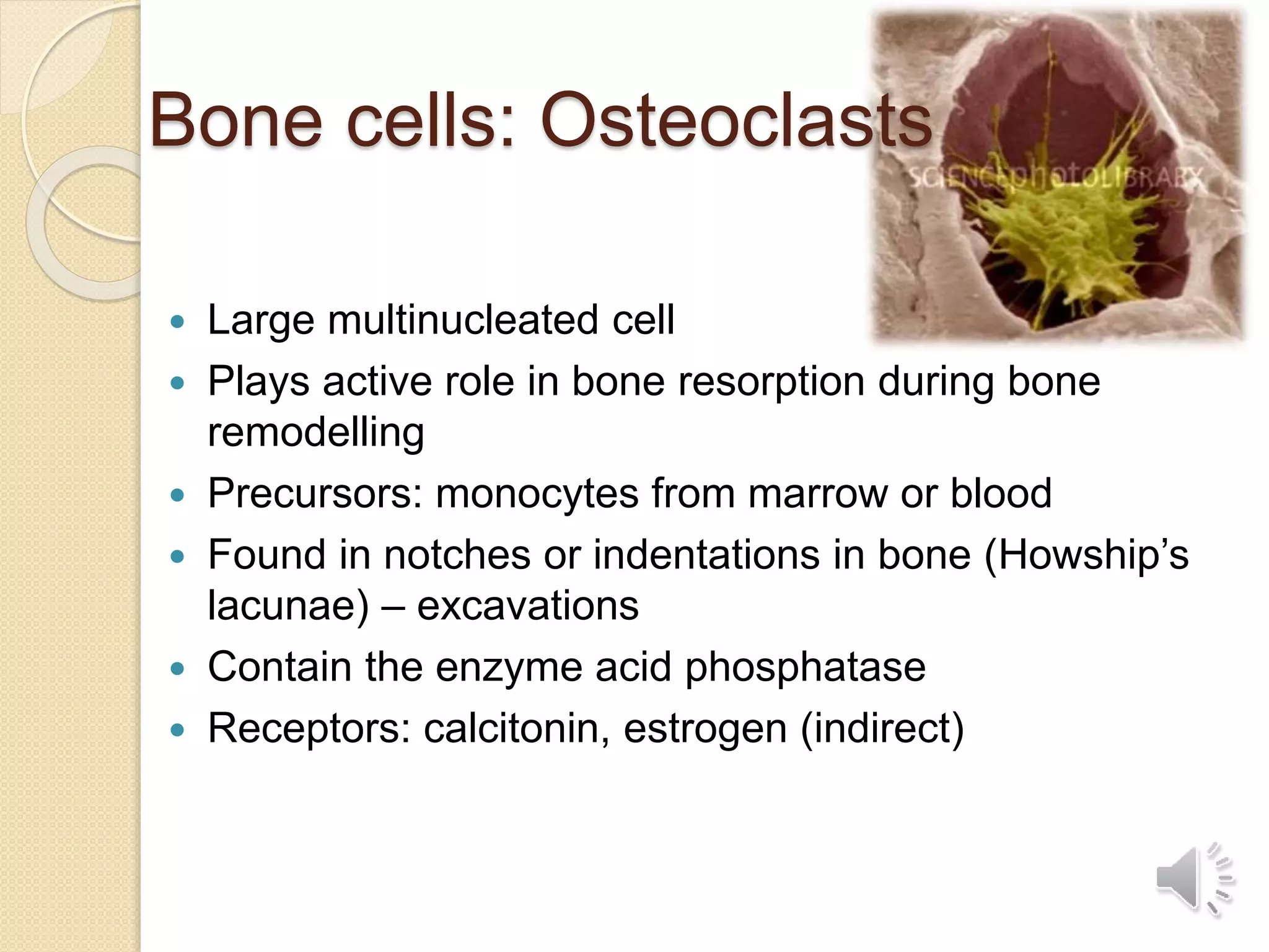 Bone cells: Osteoclasts
 Large multinucleated cell
 Plays active role in bone resorption during bone
remodelling
 Precursors: monocytes from marrow or blood
 Found in notches or indentations in bone (Howship’s
lacunae) – excavations
 Contain the enzyme acid phosphatase
 Receptors: calcitonin, estrogen (indirect)
 
