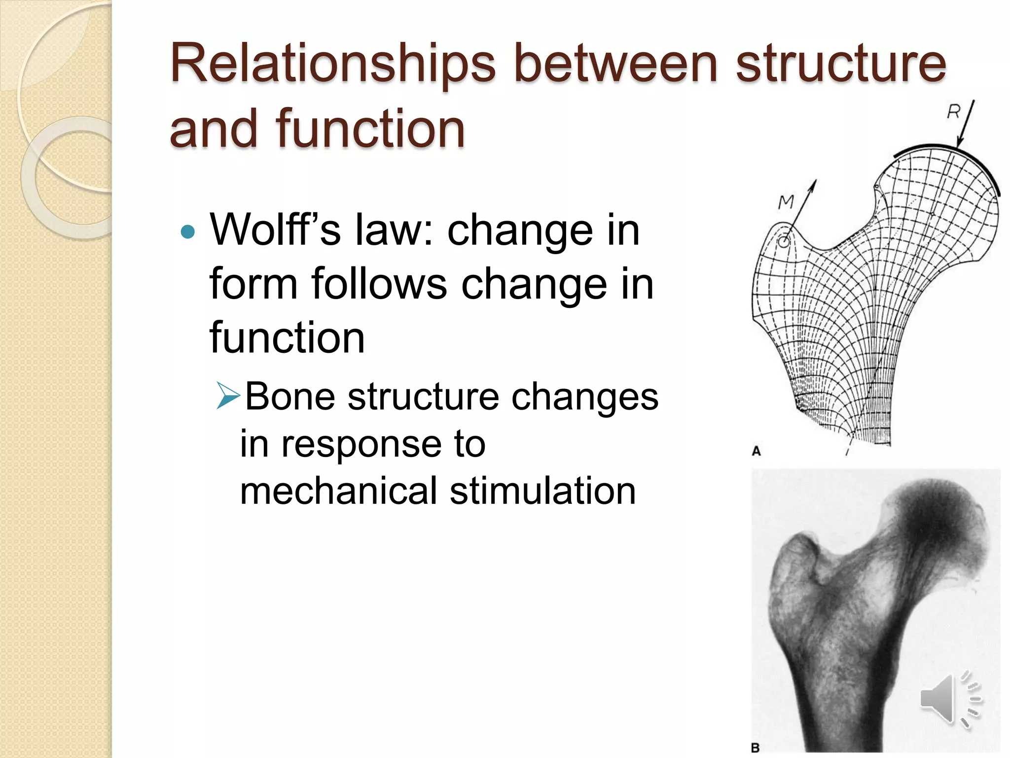 Relationships between structure
and function
 Wolff’s law: change in
form follows change in
function
Bone structure changes
in response to
mechanical stimulation
 