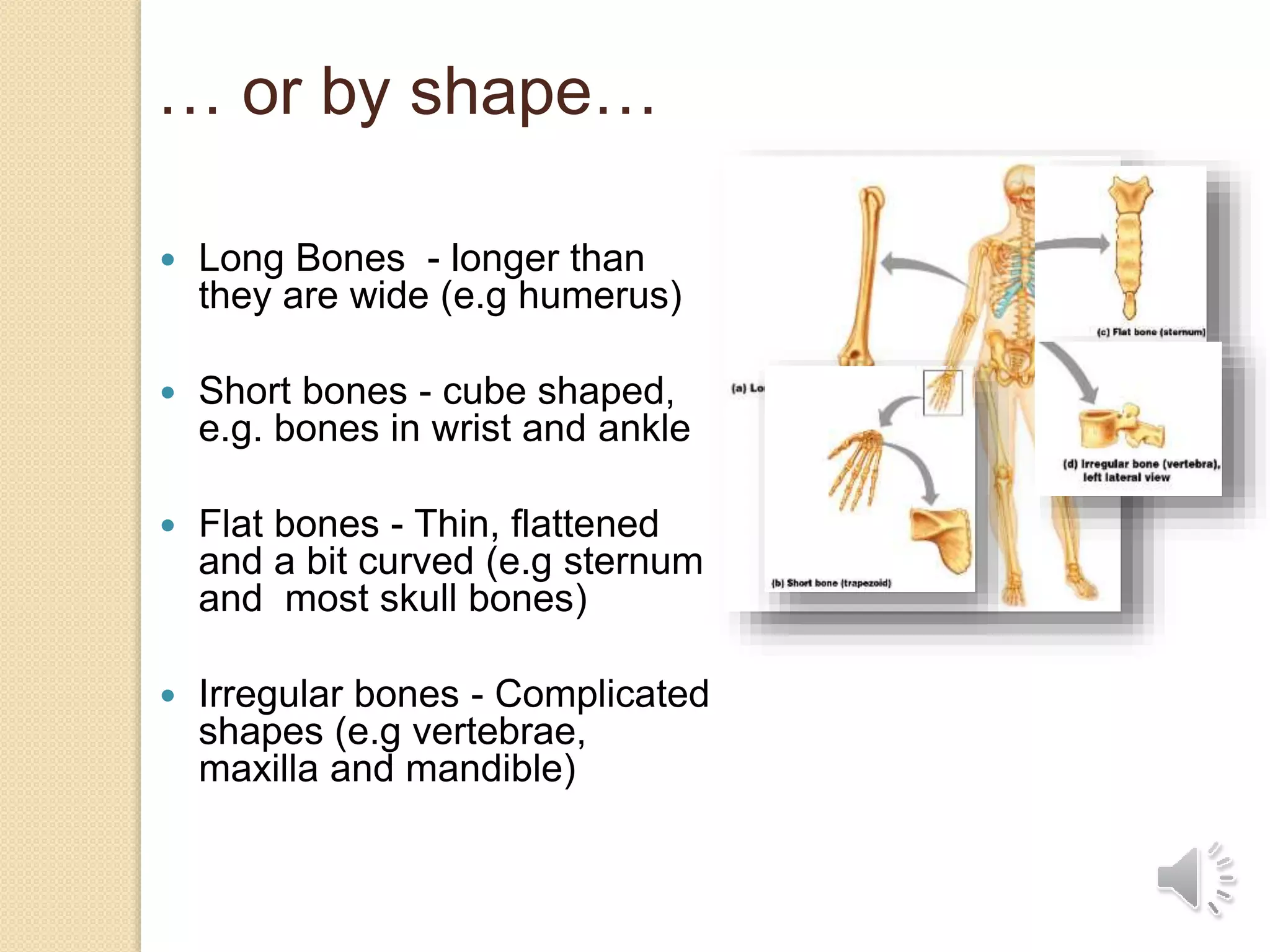  Long Bones - longer than
they are wide (e.g humerus)
 Short bones - cube shaped,
e.g. bones in wrist and ankle
 Flat bones - Thin, flattened
and a bit curved (e.g sternum
and most skull bones)
 Irregular bones - Complicated
shapes (e.g vertebrae,
maxilla and mandible)
… or by shape…
 