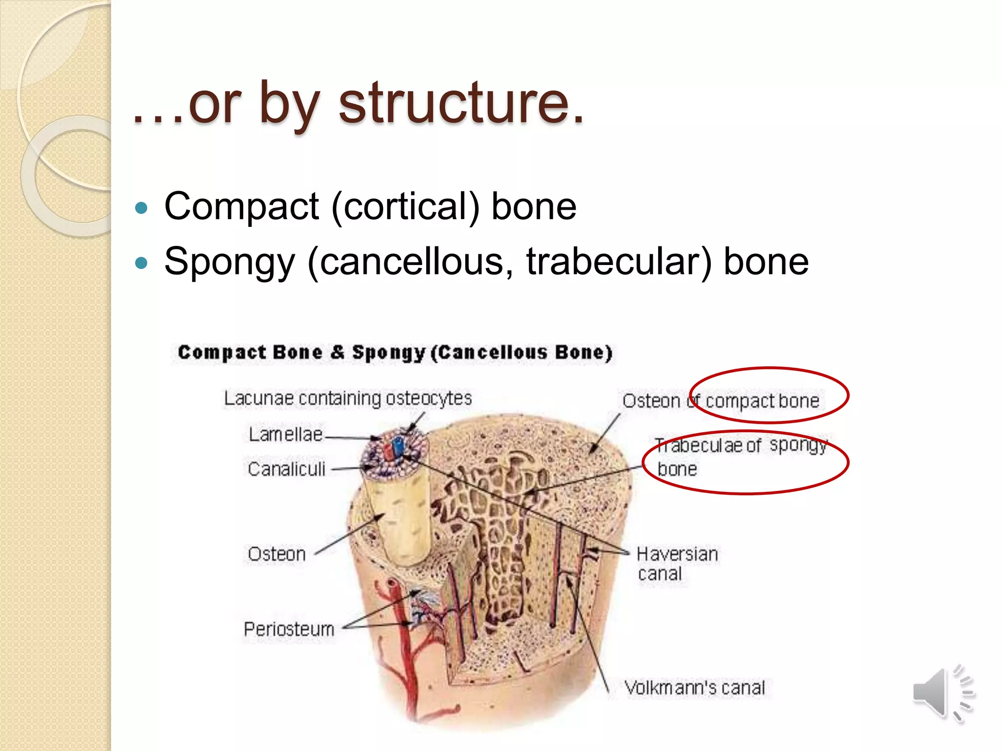 …or by structure.
 Compact (cortical) bone
 Spongy (cancellous, trabecular) bone
 