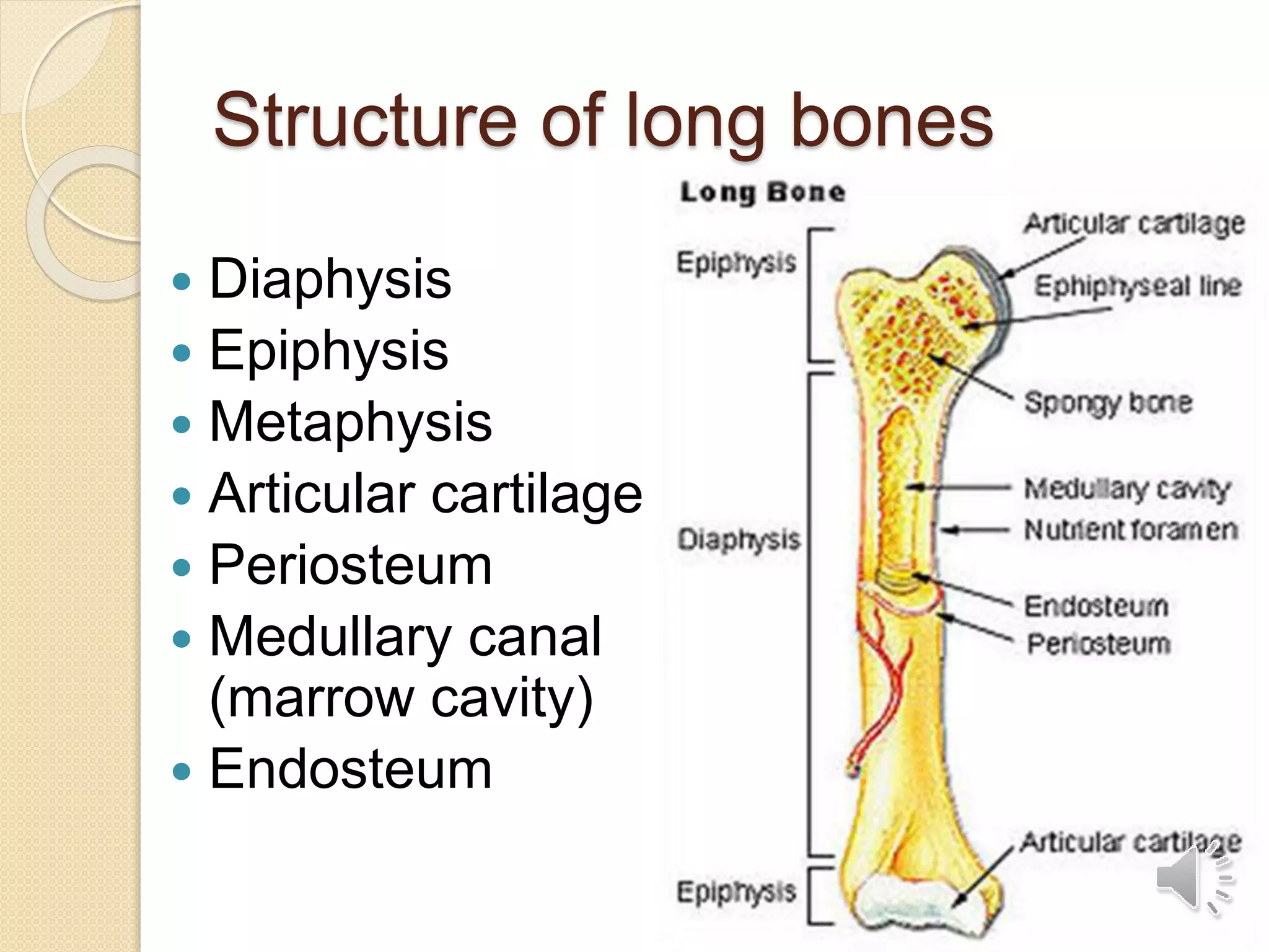 Structure of long bones
 Diaphysis
 Epiphysis
 Metaphysis
 Articular cartilage
 Periosteum
 Medullary canal
(marrow cavity)
 Endosteum
 