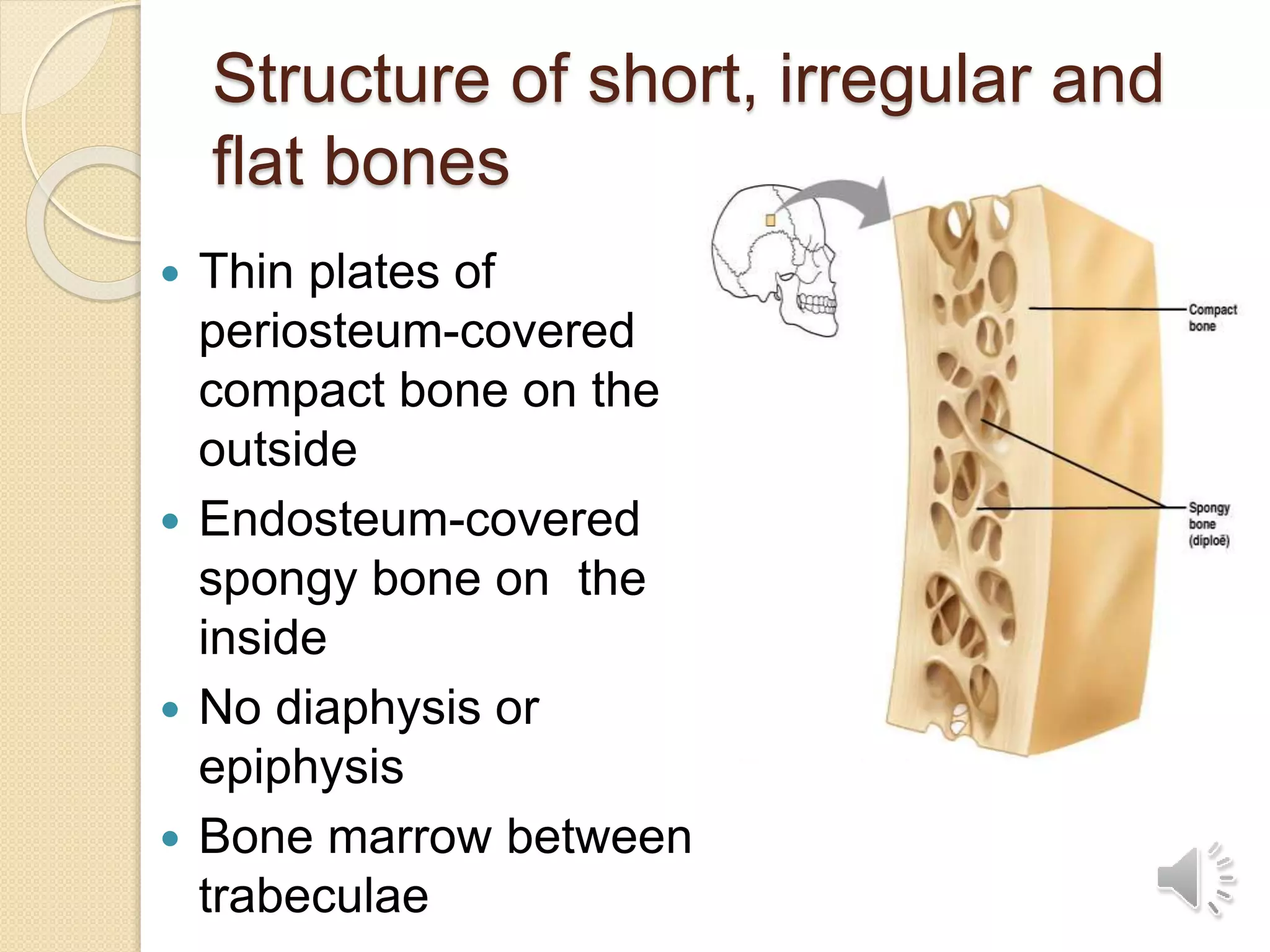 Structure of short, irregular and
flat bones
 Thin plates of
periosteum-covered
compact bone on the
outside
 Endosteum-covered
spongy bone on the
inside
 No diaphysis or
epiphysis
 Bone marrow between
trabeculae
 