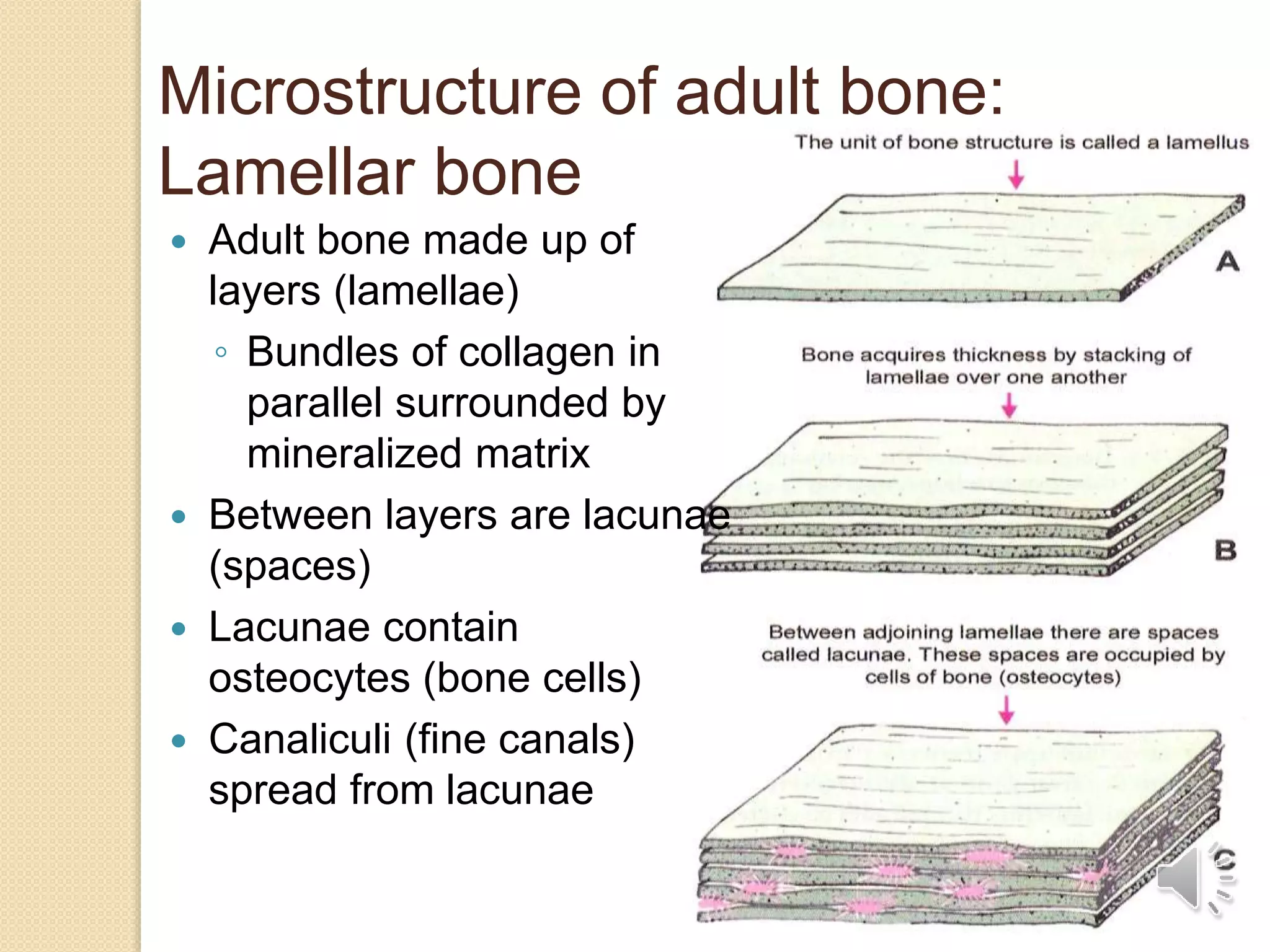 Microstructure of adult bone:
Lamellar bone
 Adult bone made up of
layers (lamellae)
◦ Bundles of collagen in
parallel surrounded by
mineralized matrix
 Between layers are lacunae
(spaces)
 Lacunae contain
osteocytes (bone cells)
 Canaliculi (fine canals)
spread from lacunae
 