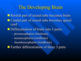 The Developing Brain <ul><li>Rostral part of neural tube becomes brain </li></ul><ul><li>Caudal part of neural tube become...