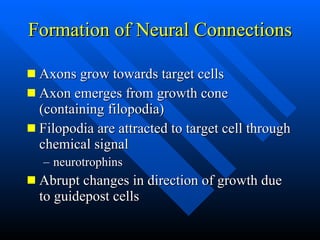 Formation of Neural Connections <ul><li>Axons grow towards target cells </li></ul><ul><li>Axon emerges from growth cone (c...