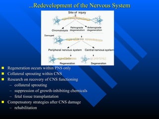 ...Redevelopment of the Nervous System <ul><li>Regeneration occurs within PNS only </li></ul><ul><li>Collateral sprouting ...